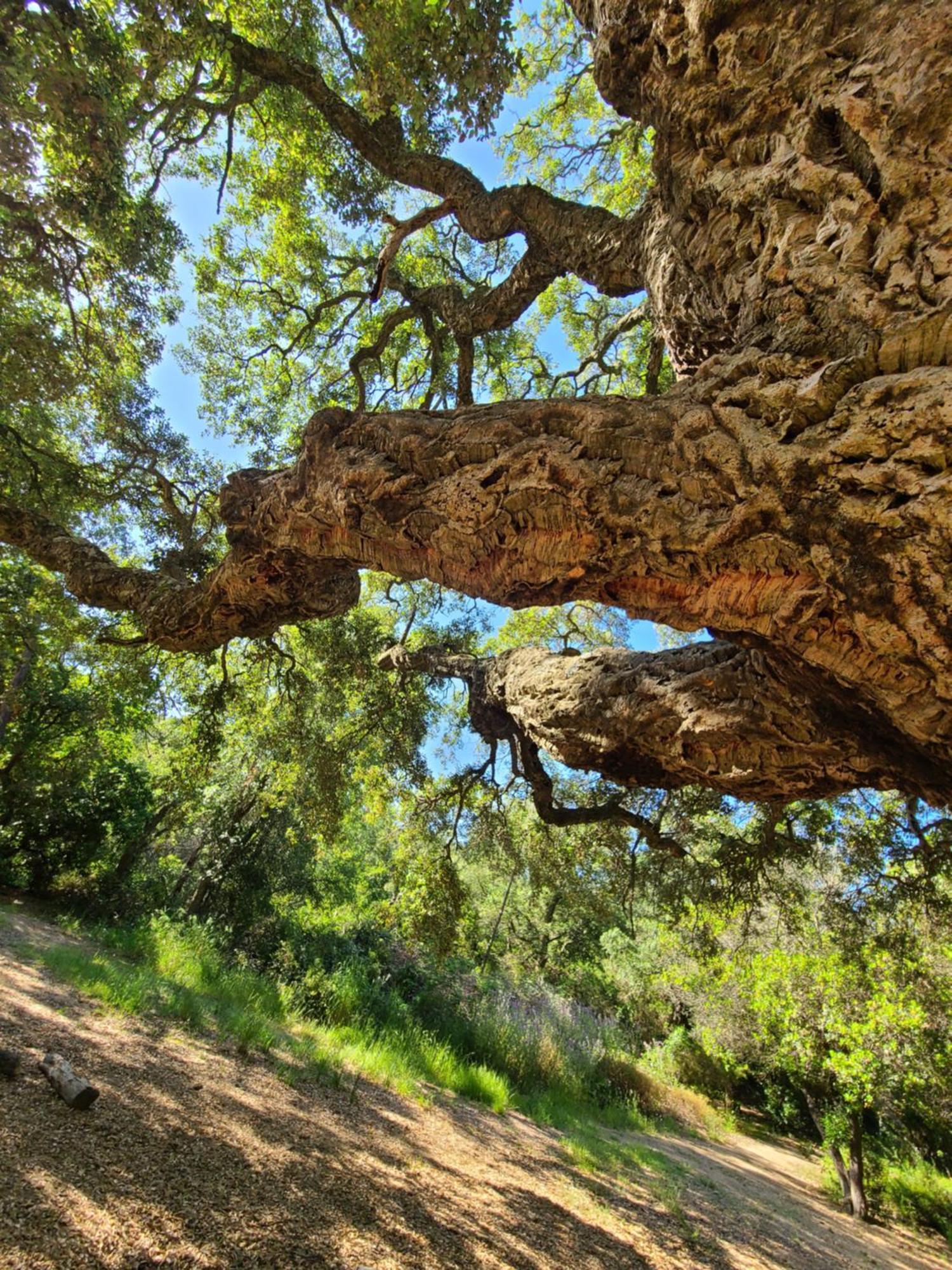 Evasion Nature A Cap Esterel Jardin, Mer & Golf Tout Confort Сен-Рафаэль Экстерьер фото